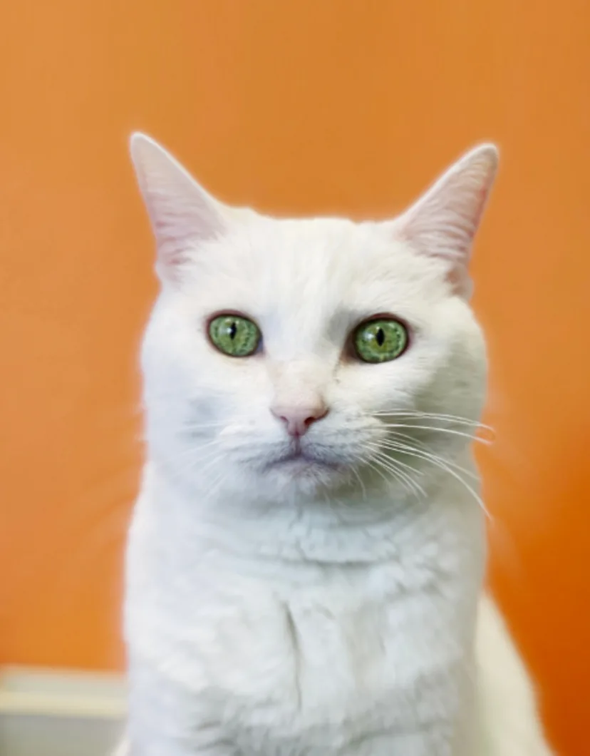 Princess Buttercup, a white short-hair cat
